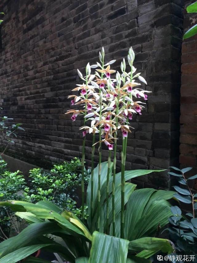 好闻花期长好看又好养的花（仙气飘飘的花颜值高）(27)