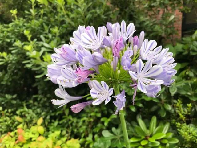好闻花期长好看又好养的花（仙气飘飘的花颜值高）(22)