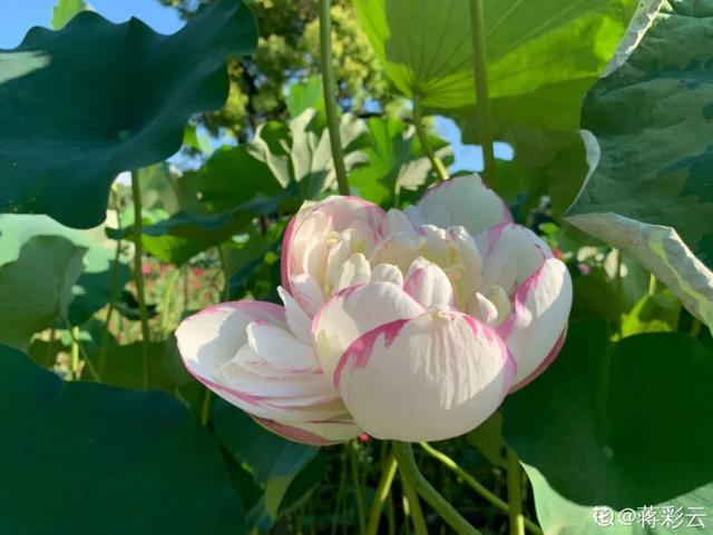 好闻花期长好看又好养的花（仙气飘飘的花颜值高）(19)