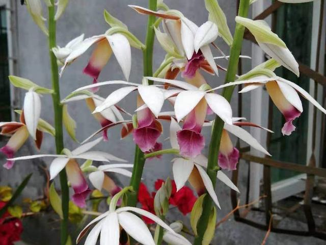 好闻花期长好看又好养的花（仙气飘飘的花颜值高）(25)