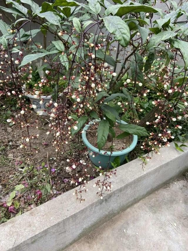 好闻花期长好看又好养的花（仙气飘飘的花颜值高）(2)