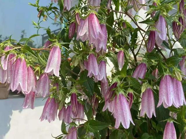 好闻花期长好看又好养的花（仙气飘飘的花颜值高）(13)