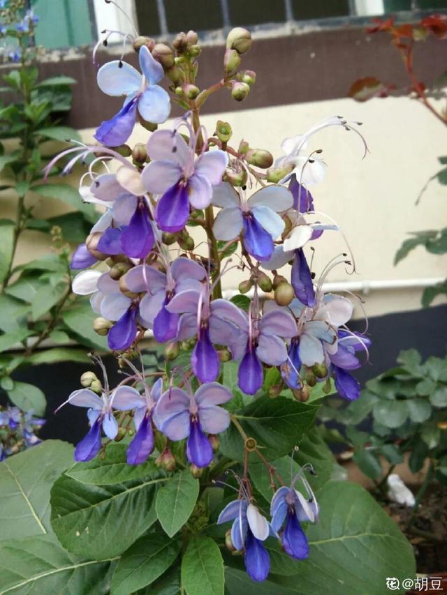 好闻花期长好看又好养的花（仙气飘飘的花颜值高）(5)