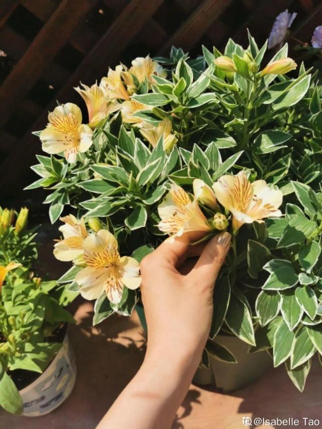 好闻花期长好看又好养的花（仙气飘飘的花颜值高）(9)