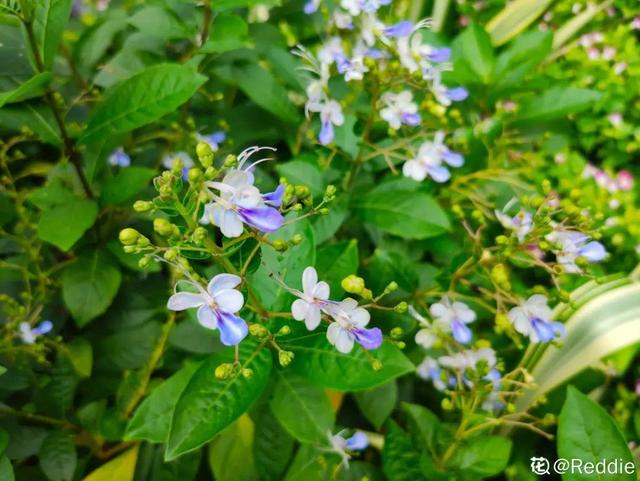 好闻花期长好看又好养的花（仙气飘飘的花颜值高）(6)