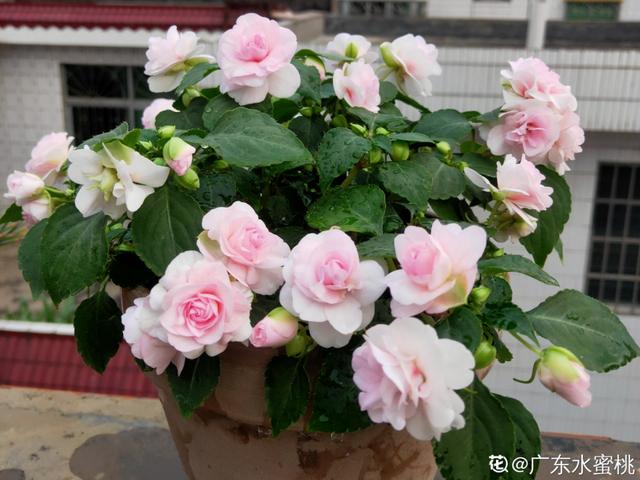 好闻花期长好看又好养的花（仙气飘飘的花颜值高）(28)