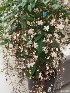 ​好闻花期长好看又好养的花（仙气飘飘的花颜值高）