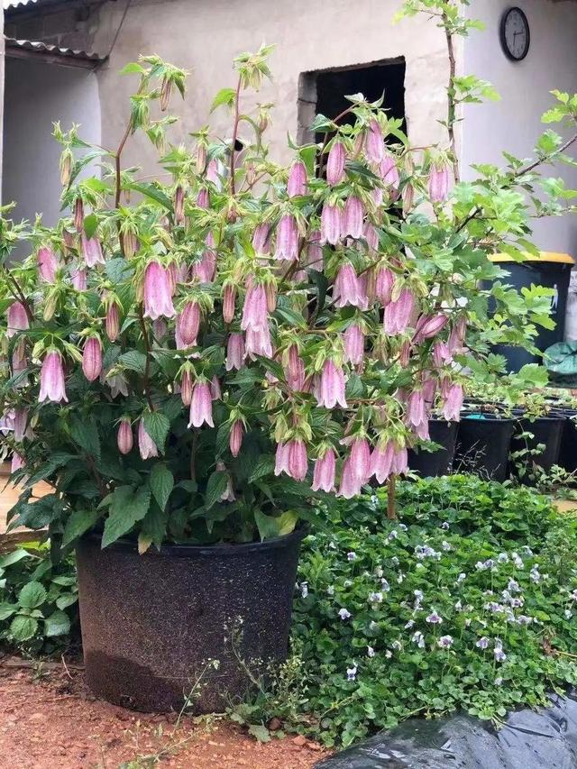 好闻花期长好看又好养的花（仙气飘飘的花颜值高）(14)
