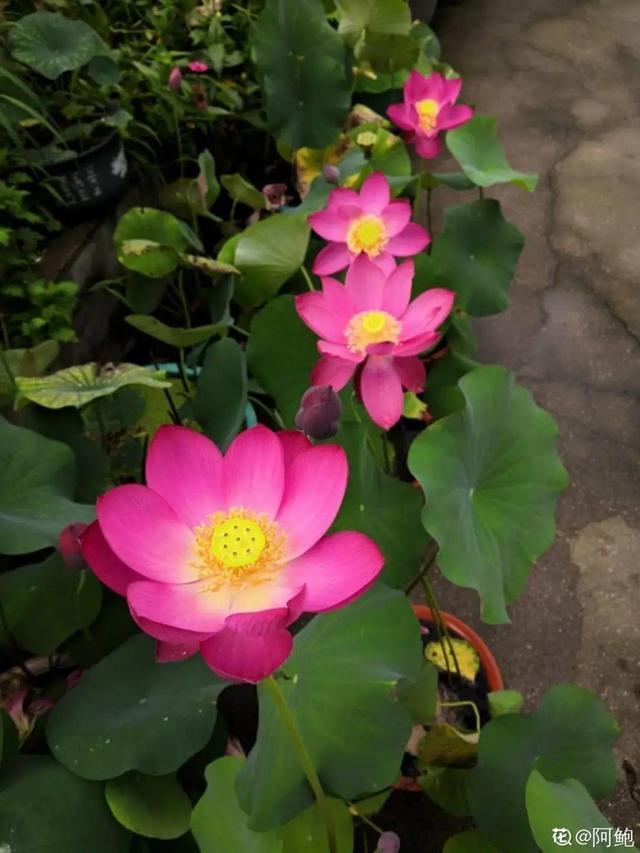 好闻花期长好看又好养的花（仙气飘飘的花颜值高）(20)