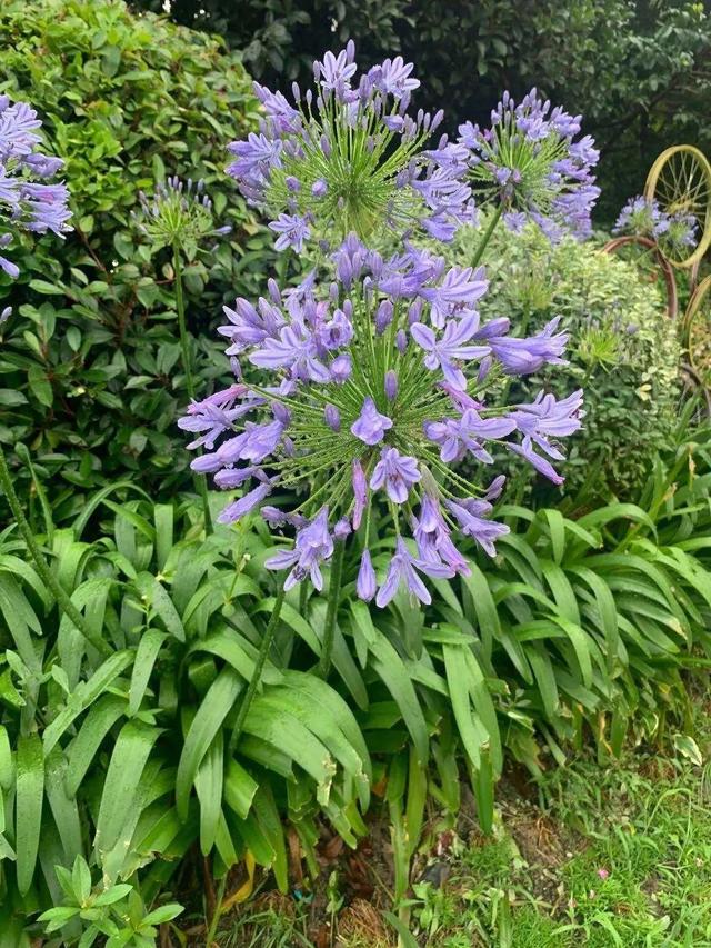 好闻花期长好看又好养的花（仙气飘飘的花颜值高）(23)