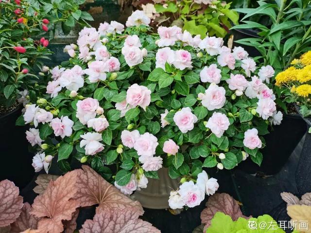 好闻花期长好看又好养的花（仙气飘飘的花颜值高）(29)