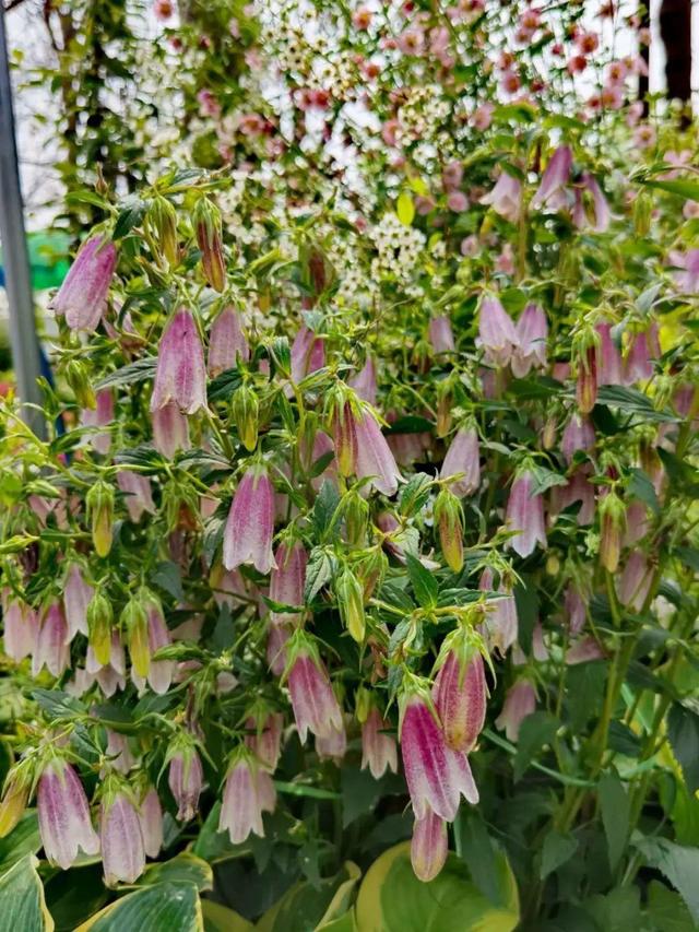 好闻花期长好看又好养的花（仙气飘飘的花颜值高）(15)
