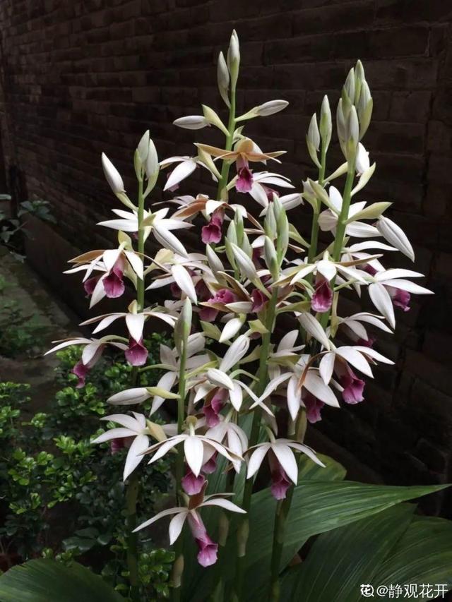 好闻花期长好看又好养的花（仙气飘飘的花颜值高）(26)