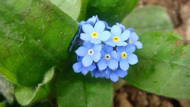 好闻花期长好看又好养的花（仙气飘飘的花颜值高）(16)
