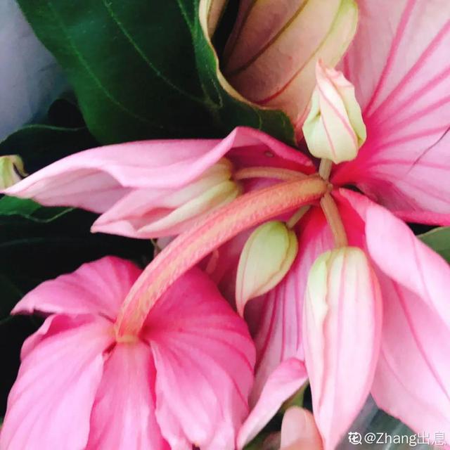 好闻花期长好看又好养的花（仙气飘飘的花颜值高）(36)