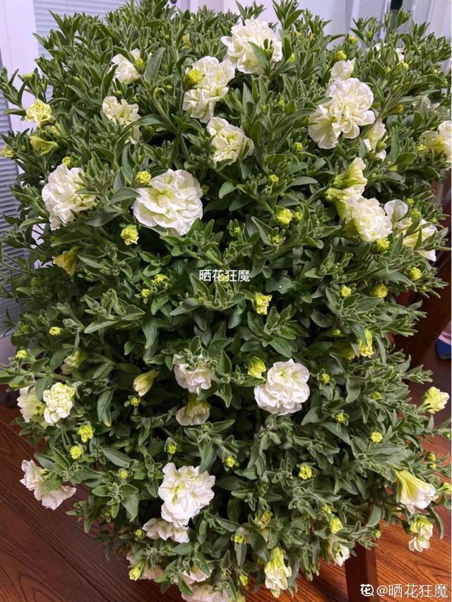 好闻花期长好看又好养的花（仙气飘飘的花颜值高）(33)