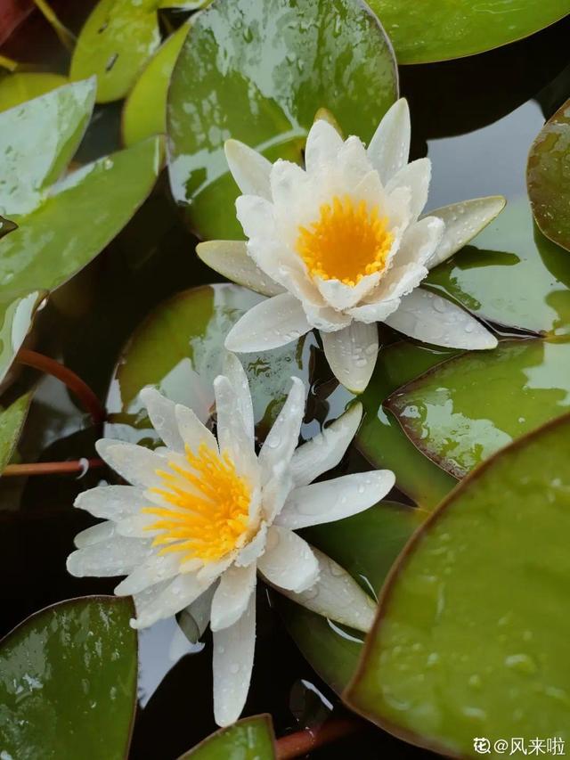 好闻花期长好看又好养的花（仙气飘飘的花颜值高）(21)