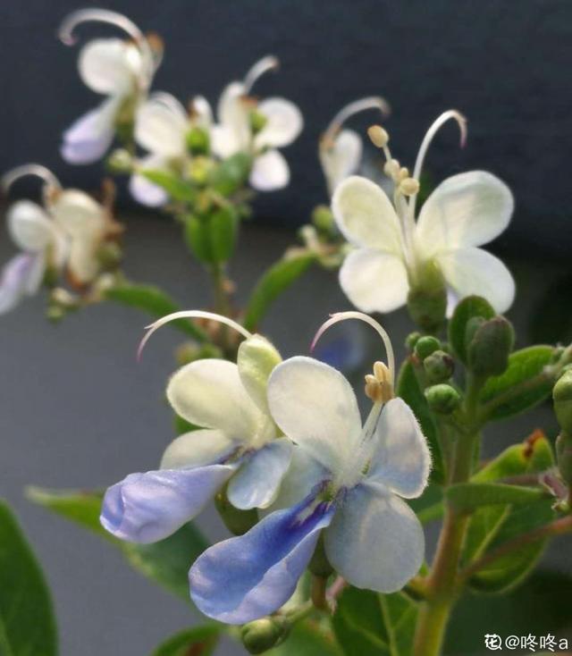 好闻花期长好看又好养的花（仙气飘飘的花颜值高）(4)