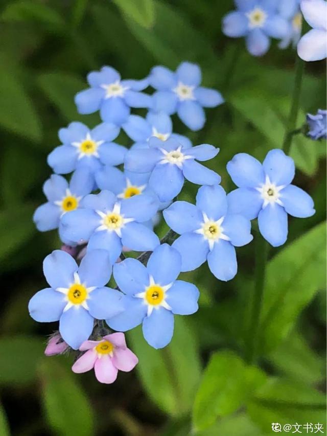 好闻花期长好看又好养的花（仙气飘飘的花颜值高）(18)