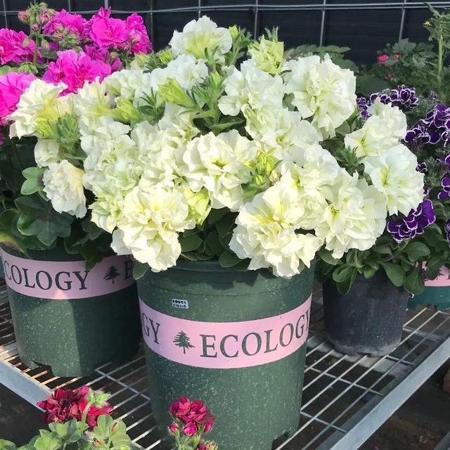 好闻花期长好看又好养的花（仙气飘飘的花颜值高）(34)