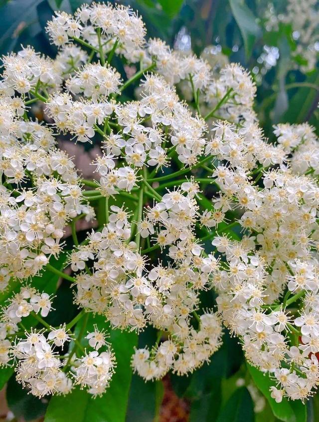 好闻花期长好看又好养的花（仙气飘飘的花颜值高）(10)