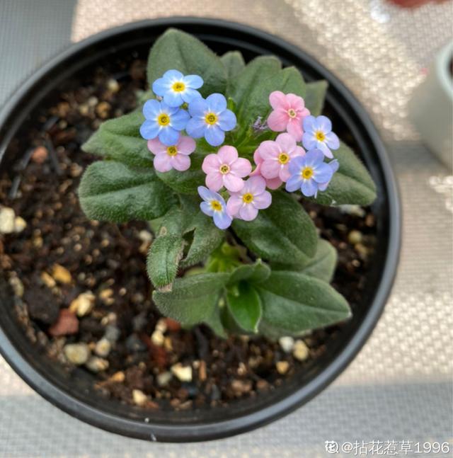 好闻花期长好看又好养的花（仙气飘飘的花颜值高）(17)