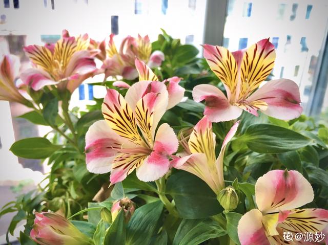 好闻花期长好看又好养的花（仙气飘飘的花颜值高）(7)