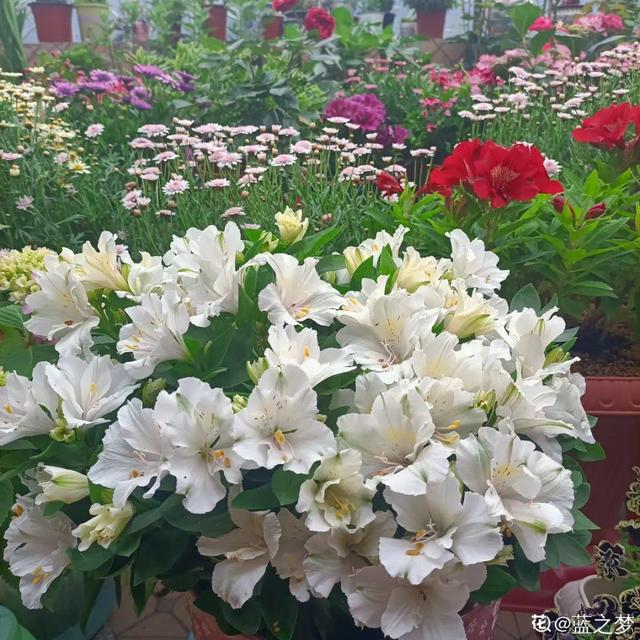 好闻花期长好看又好养的花（仙气飘飘的花颜值高）(8)