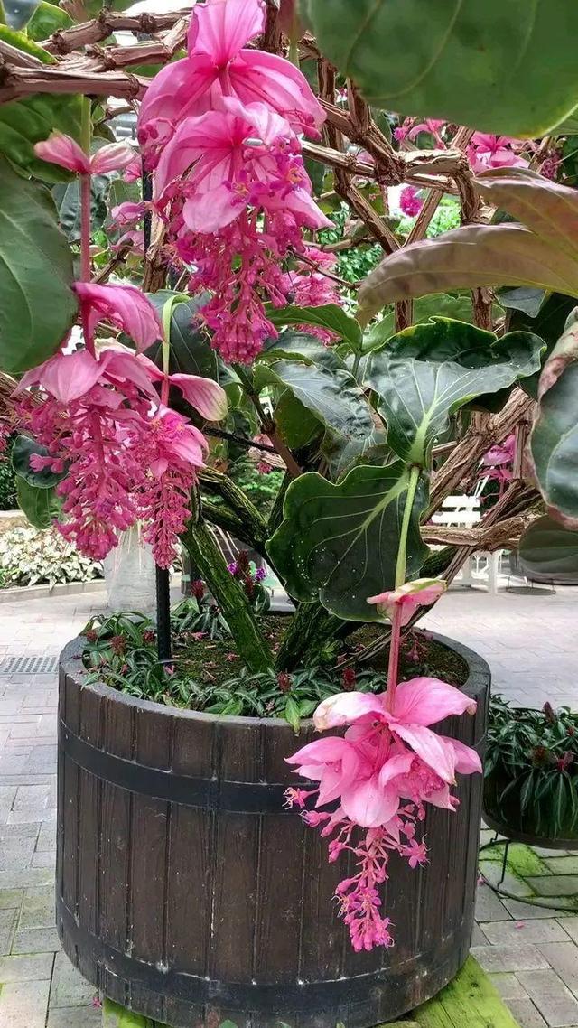 好闻花期长好看又好养的花（仙气飘飘的花颜值高）(37)