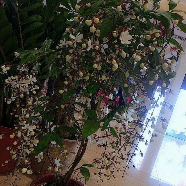 好闻花期长好看又好养的花（仙气飘飘的花颜值高）(3)