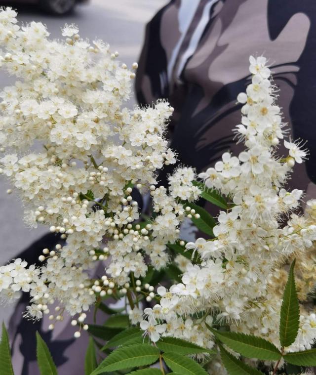 好闻花期长好看又好养的花（仙气飘飘的花颜值高）(12)