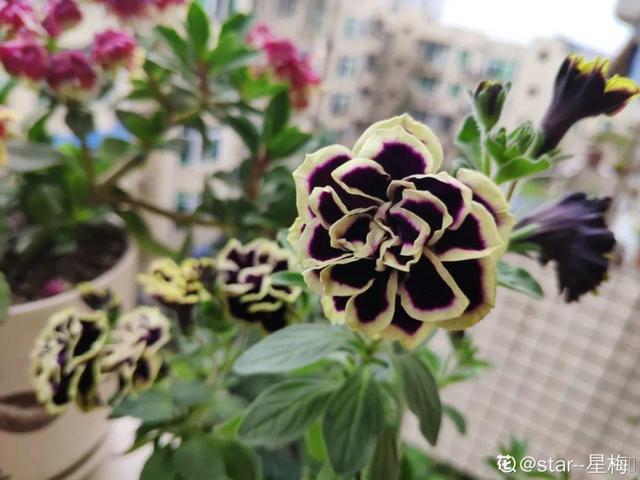 好闻花期长好看又好养的花（仙气飘飘的花颜值高）(32)