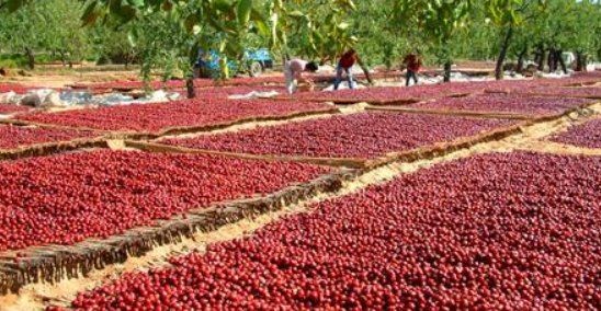 山东特产有哪些特产,山东十大特产排名图3