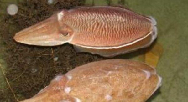 山东特产有哪些特产,山东十大特产排名图7