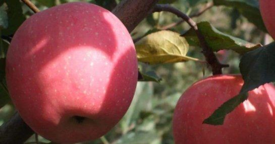 山东特产有哪些特产,山东十大特产排名图2