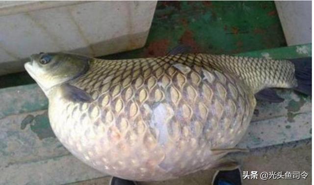 如何治理鱼类寄生虫（鱼类身上常见的6种寄生虫）(17)