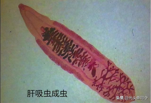 如何治理鱼类寄生虫（鱼类身上常见的6种寄生虫）(13)