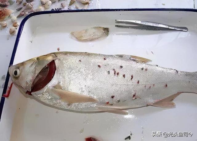 如何治理鱼类寄生虫（鱼类身上常见的6种寄生虫）(3)