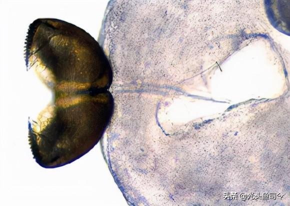 如何治理鱼类寄生虫（鱼类身上常见的6种寄生虫）(16)