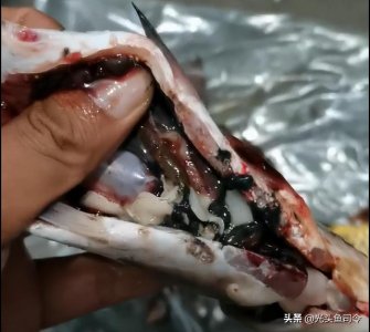 ​如何治理鱼类寄生虫（鱼类身上常见的6种寄生虫）