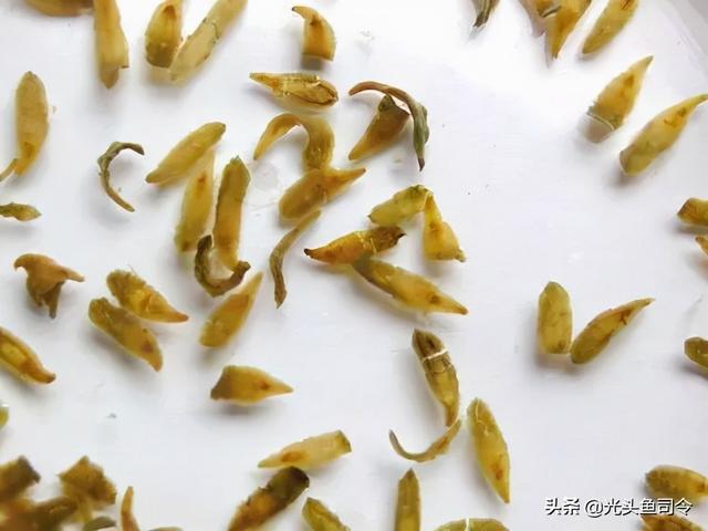 如何治理鱼类寄生虫（鱼类身上常见的6种寄生虫）(7)