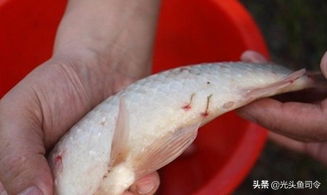 如何治理鱼类寄生虫（鱼类身上常见的6种寄生虫）(9)