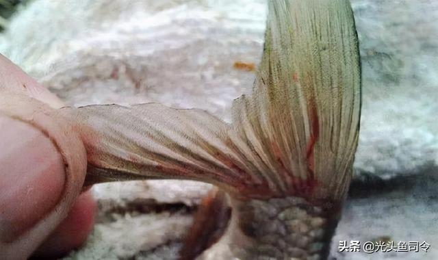 如何治理鱼类寄生虫（鱼类身上常见的6种寄生虫）(14)
