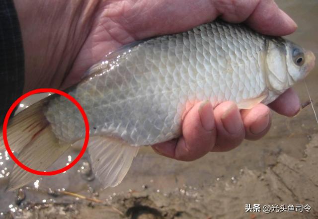 如何治理鱼类寄生虫（鱼类身上常见的6种寄生虫）(8)
