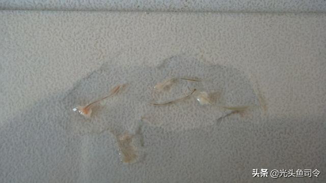 如何治理鱼类寄生虫（鱼类身上常见的6种寄生虫）(15)