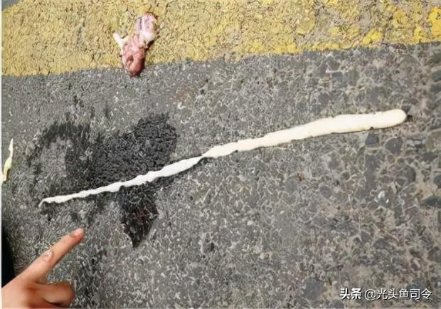 如何治理鱼类寄生虫（鱼类身上常见的6种寄生虫）(11)