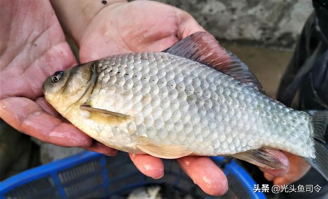 如何治理鱼类寄生虫（鱼类身上常见的6种寄生虫）(5)
