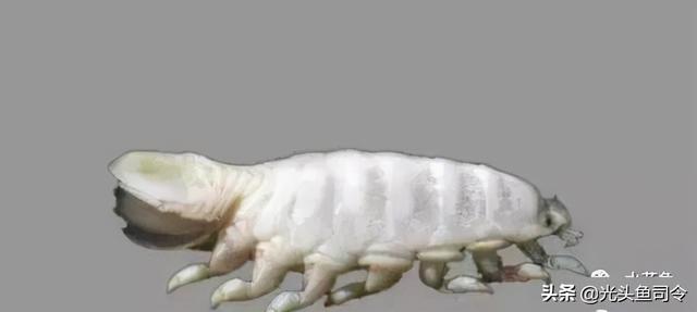 如何治理鱼类寄生虫（鱼类身上常见的6种寄生虫）(18)