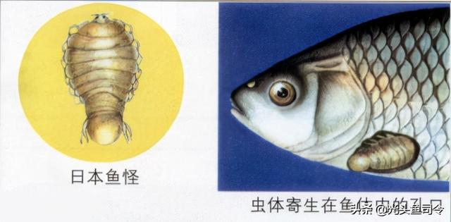 如何治理鱼类寄生虫（鱼类身上常见的6种寄生虫）(12)