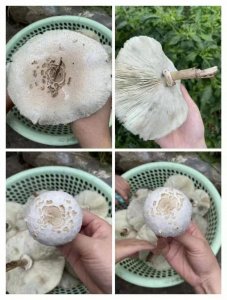 ​家门口采摘一篮野蘑菇毒倒祖孙二人，初步辨认是湖北常见的大青褶伞